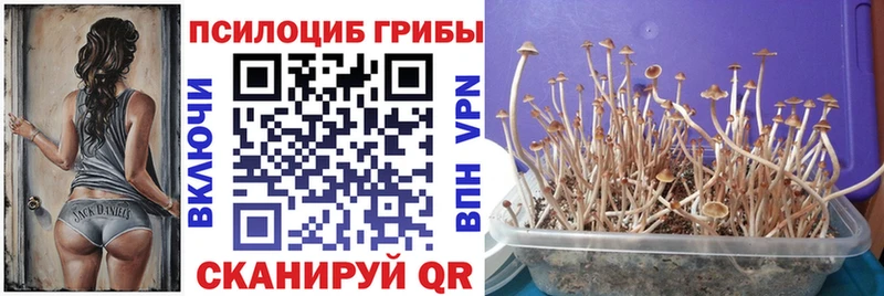 Псилоцибиновые грибы Psilocybe  Купить закладки  Ельня 